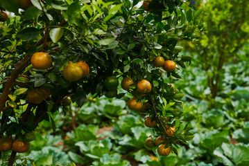Natural food. Healthy eating, bio and organic food. Ripe juicy sweet orange mandarins on a tree in the orchard. Branch with fresh ripe tangerines and leaves. View of green garden. Selective focus.