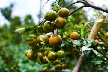 Natural food. Healthy eating, bio and organic food. Ripe juicy sweet orange mandarins on a tree in the orchard. Branch with fresh ripe tangerines and leaves. View of green garden. Selective focus.