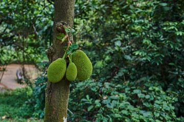 Organic Jackfruit on the tree. Fruit season. Jackfruit is large of fruit is famous in Asia. Jackfruit tree (Artocarpus heterophyllus), tropical plant with largest tree-borne fruit. Selective focus.