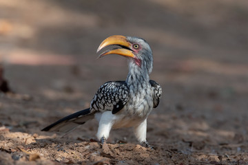 Yellow billed Hornbill foraging on ground with open beak