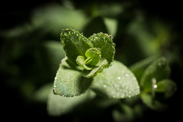 Green plant with drops