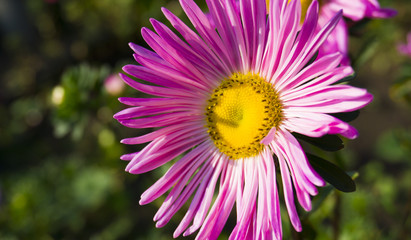 Beautiful flower on a blurred bokeh background