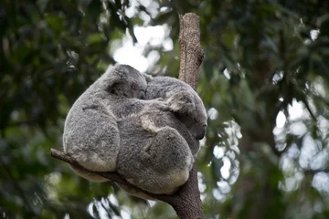 Crédence de cuisine en verre imprimé Koala koala and joey