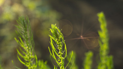 Green grass background