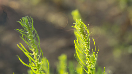 Green grass background