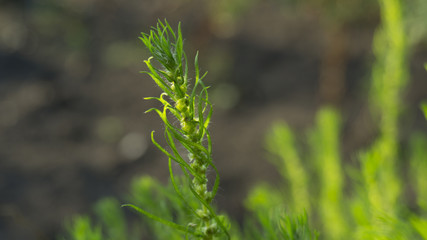 Green grass background