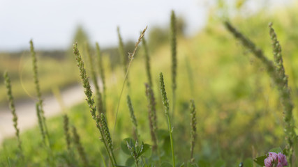 Green grass background