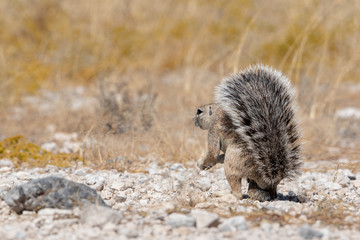 Male ground squirrel standing with bushy tail up in the air, Namibia