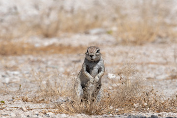 Cute ground squirrel standing on hind legs looking over grass bush, Namibia