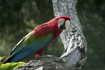 scarlet macaw