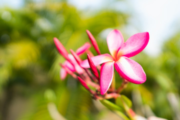 Naklejka premium Beautiful Pink Plumeria Flower