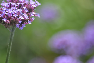 Fototapeta premium Tulsa 0055