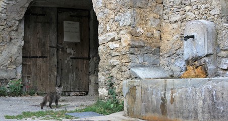 chat dans une rue de village