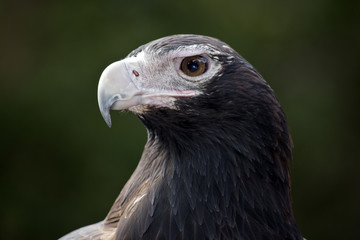wedge tailed eagle