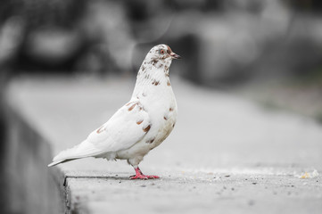 Beautiful pigeon posing for a portrait