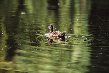 Duck floating in the lake