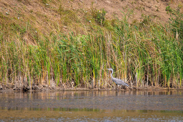 Grey Heron or Ardea cinerea stands in river