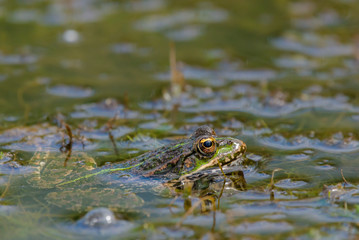 Frog in the pond water
