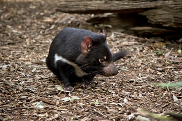 Tasmanian Devil