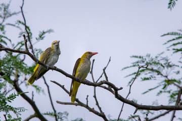Young Eurasian Golden Oriole or Oriolus oriolus