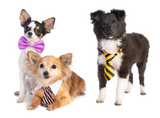 Shetland Sheepdog and Chihuahua with tie and bow tie