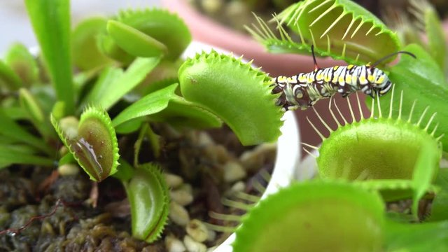 caterpillar successfully try to escape from deadly venus flytrap leaf