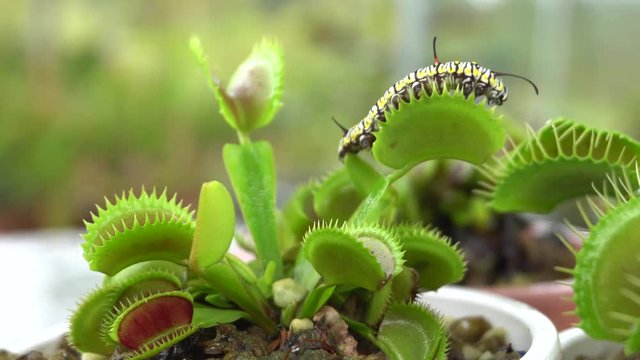 caterpillar creep through deadly venus flytrap leaves
