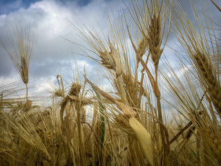 Field of barley in summer 