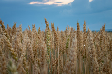 Fototapeta premium Wet field of wheat after a summer rain