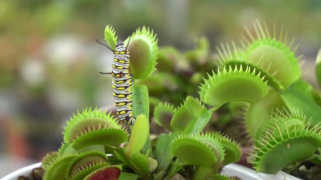 caterpillar creep through deadly venus flytrap leaves