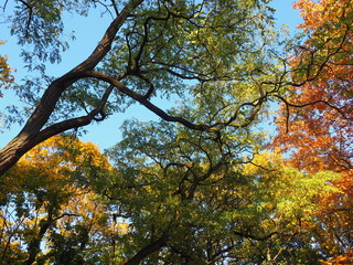 Treetop