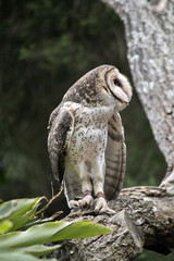 masked owl