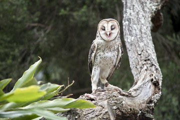 masked owl