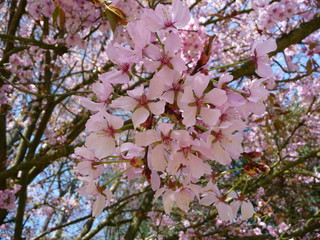 Obraz premium Kirschblüten