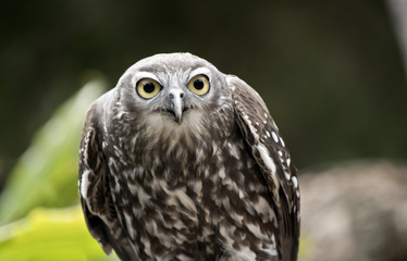 barking owl