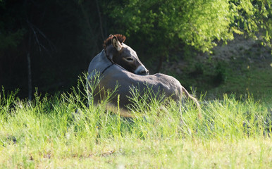 Mini donkey scratching an itch on his back.