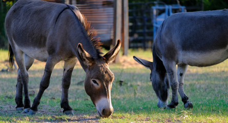 Two mini donkeys in farm pasture