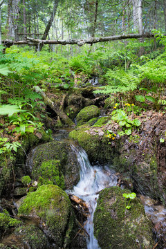 Mountain stream in the Woods. Khabarovsk region near the city of Komsomolsk-on-Amur.