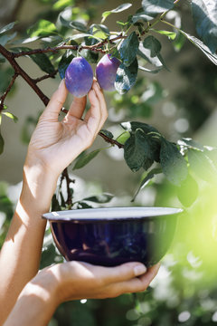 Picking ripe plums in a home garden, close-up