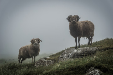 Two sheep bucks standing in the fog. 