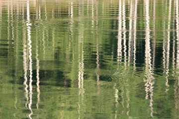 Fototapeta na wymiar An abstract image of aspen trees reflected in a lake with concentric rings of water made by fish coming to the surface