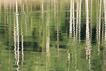 An abstract image of aspen trees reflected in a lake with concentric rings of water made by fish coming to the surface