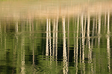 An abstract image of reflected aspen trees and water ripples on the surface of a lake in summer