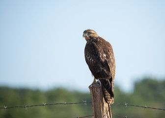 A juvenile red tailed hawk sits on a fence post with barbed wire stretching out to either side. 