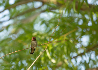 An Anna's hummingbird sits in the green branches of a willow tree.