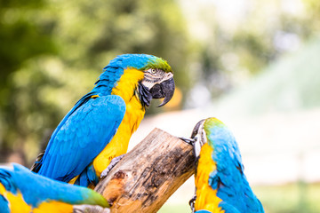 Blue and Yellow Macaws