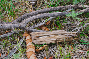 Venomous Copperhead snake under wood branch in rural Texas pasture.