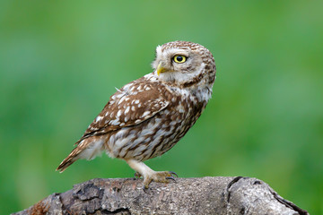 Little owl in the Netherlands