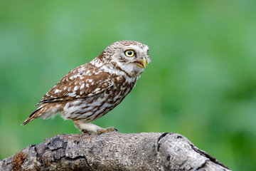 Little owl in the Netherlands
