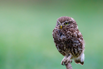 Little owl in the Netherlands